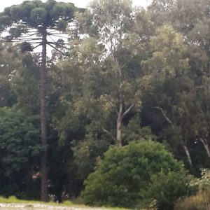 Elo Soluções Sustentáveis - consultoria ambiental e florestal