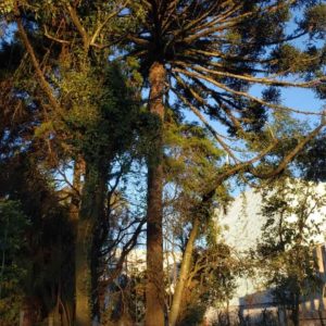 Elo Soluções Sustentáveis - consultoria ambiental e florestal