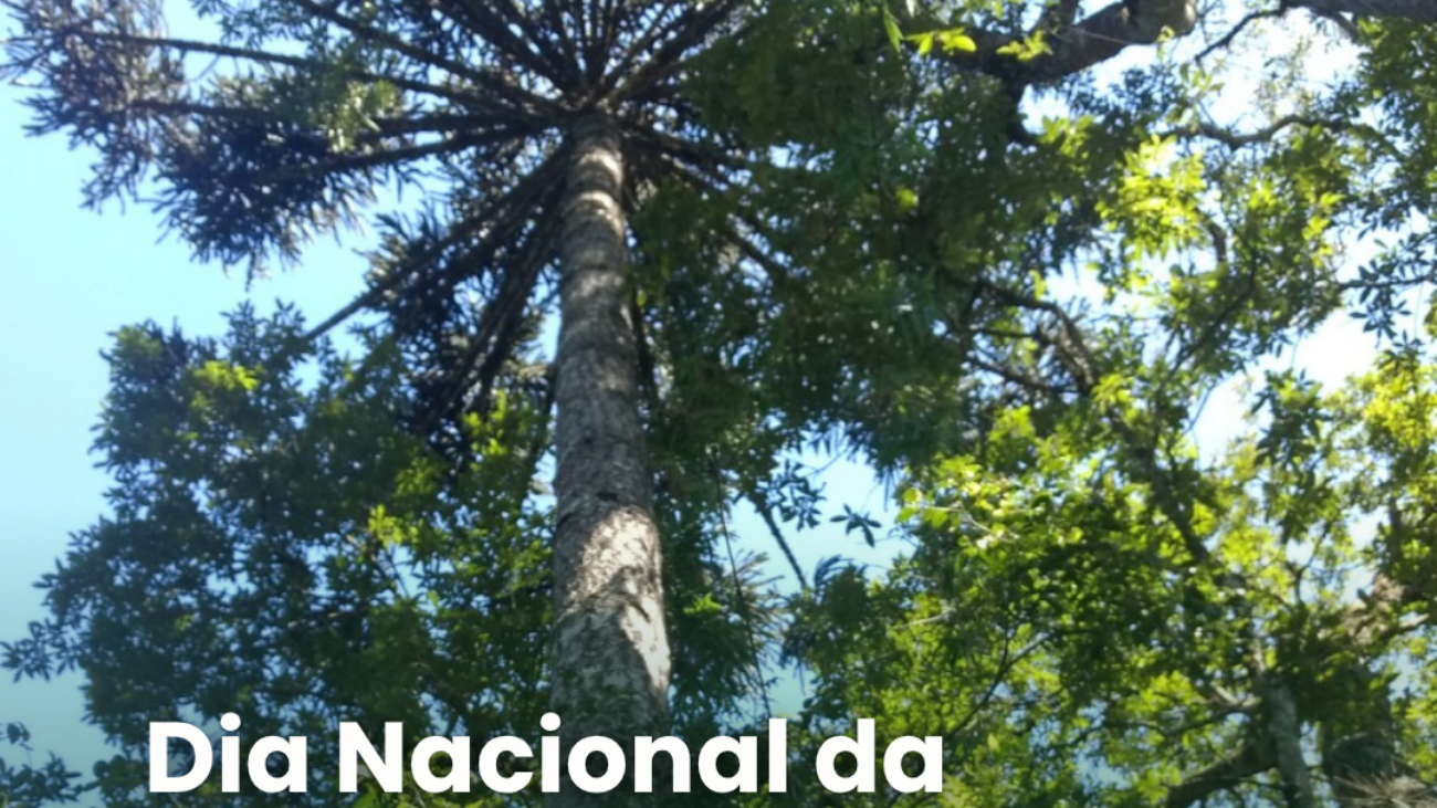 Design-_Elo_(52)